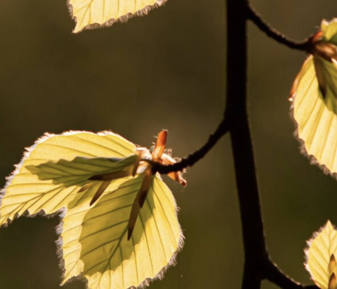 Skærmbillede 2024-05-15 kl. 18.16.40 Skærmbillede 2024-05-15 kl. 18.16.40